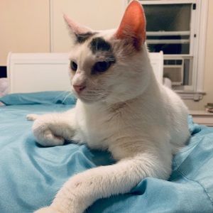 Meet your Posher, Silvana